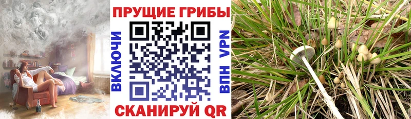 Галлюциногенные грибы Psilocybe  OMG рабочий сайт  Тырныауз  даркнет сайт 